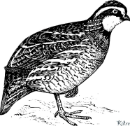 quail Coloring Pages To Print